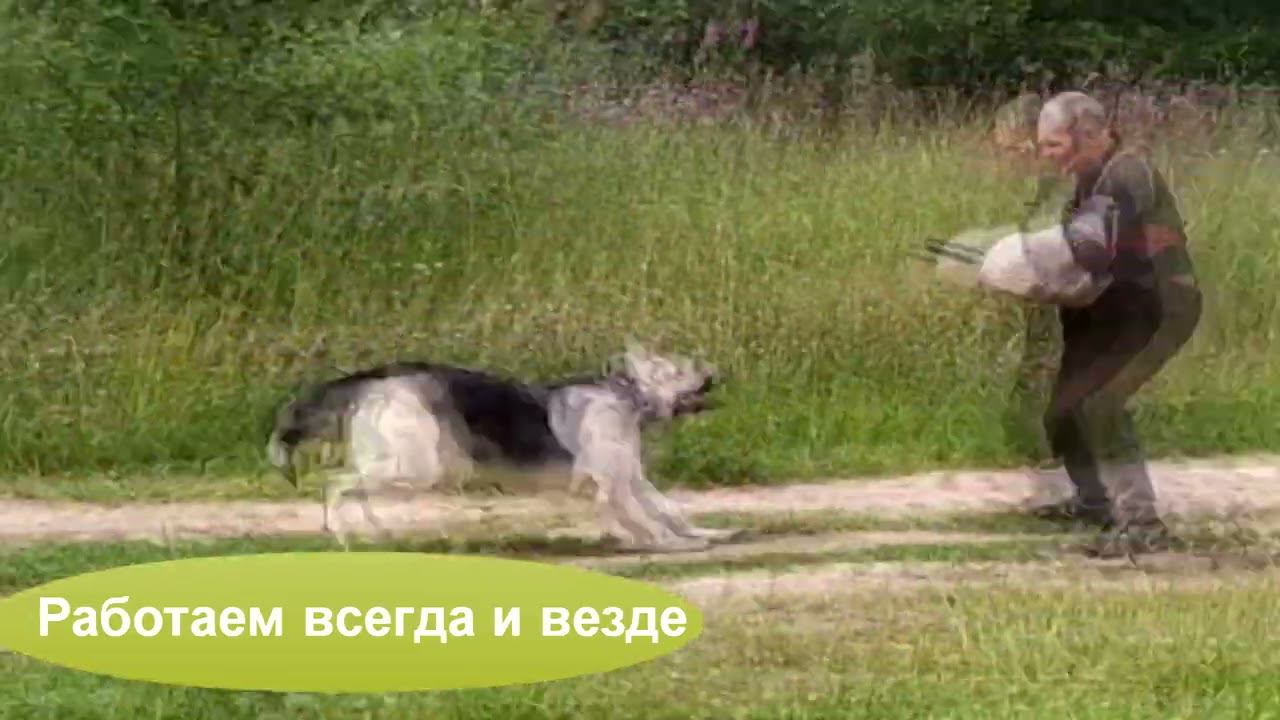 Барвиттера Тайша смотреть онлайн