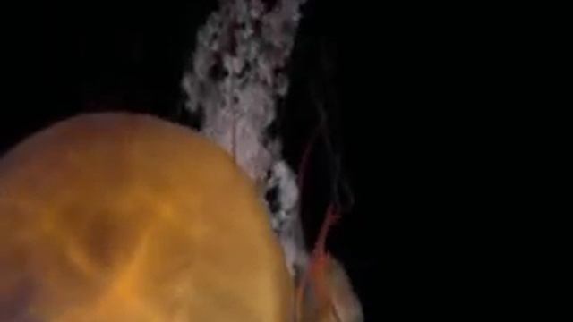 Искусство Природы Медузы 2007 смотреть онлайн