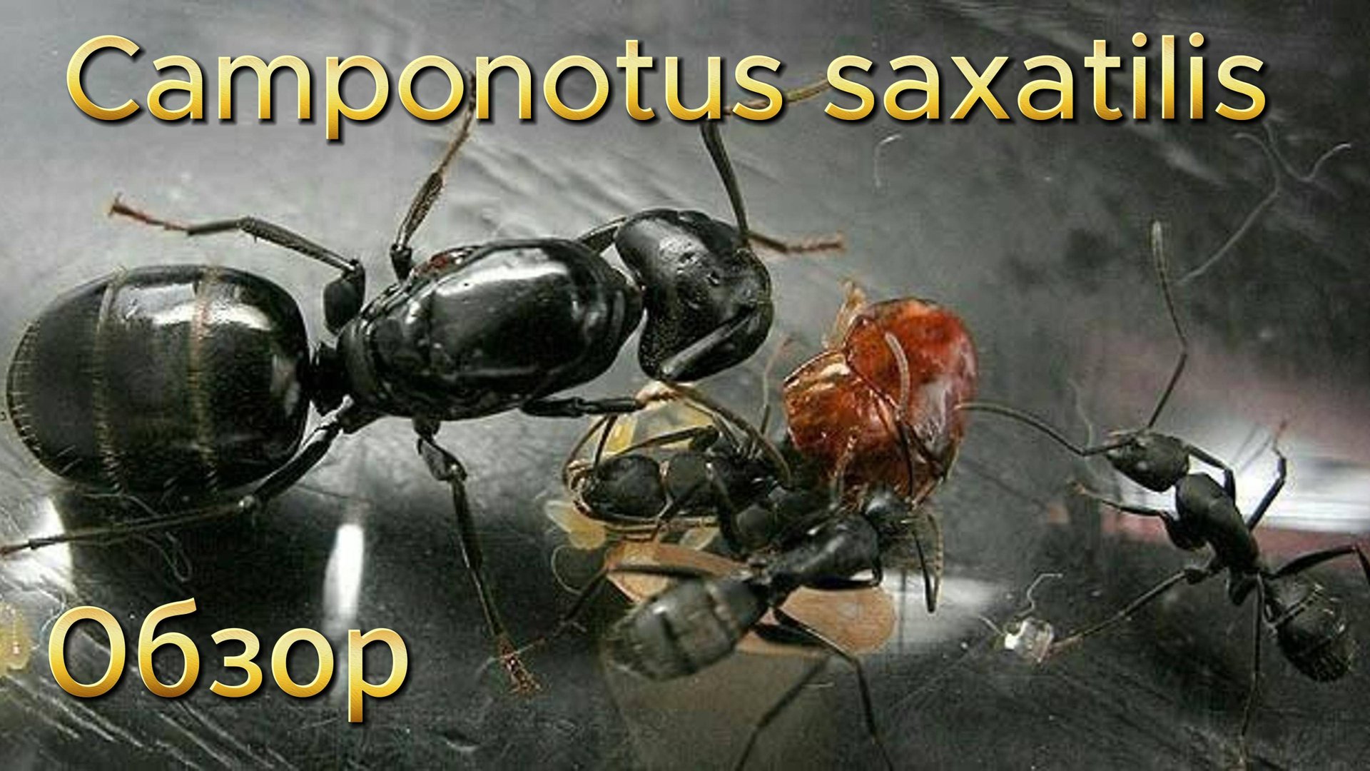 Муравьиная ферма. Camponotus Saxatilis. Обзор крепышей