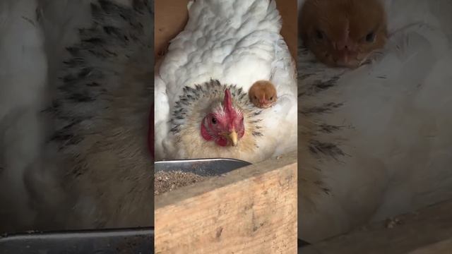 пррикол смотреть онлайн