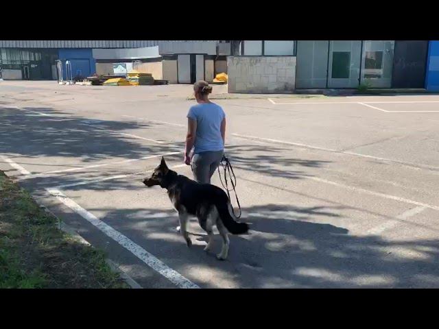 В.Д.Арекс смотреть онлайн