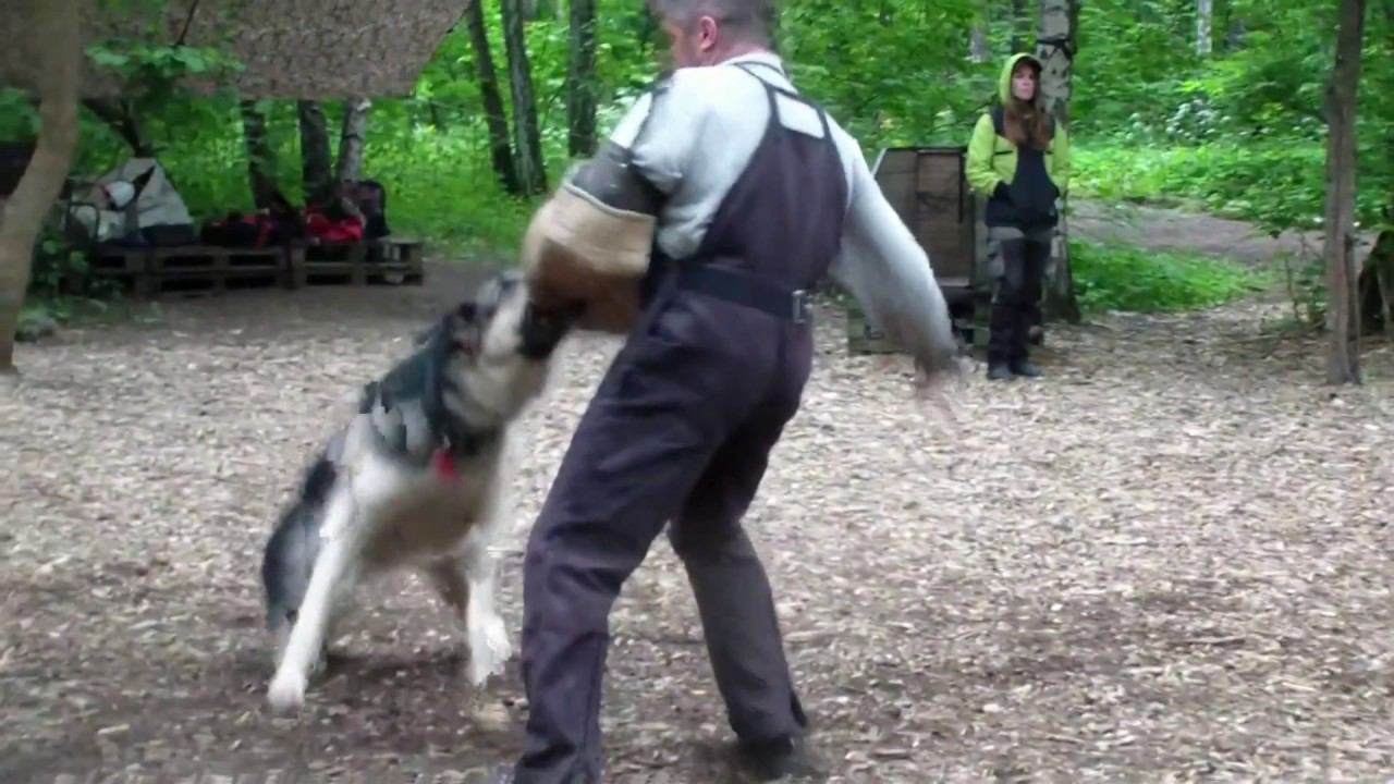 Моншер Вирсаль Гранит лобоваяbestdog mybb ru смотреть онлайн