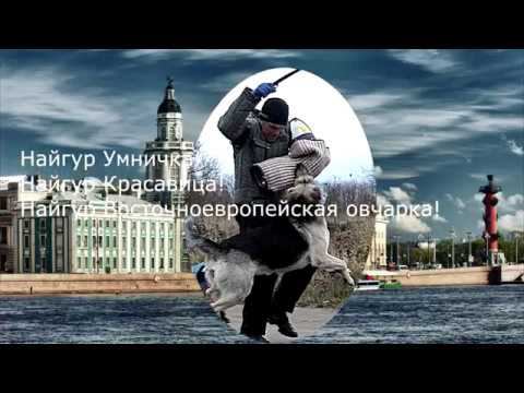 НАЙГУР ПРК КЧК 17.11.2018 смотреть онлайн