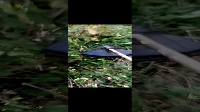 VID_20240925_113017 Работа с триммером смотреть онлайн