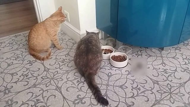 Кошки выясняют кто главный смотреть онлайн