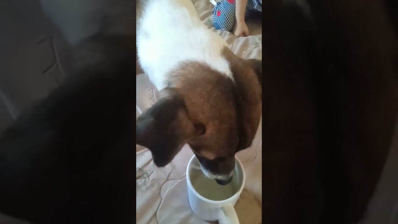 Бобка пьет молочко смотреть онлайн