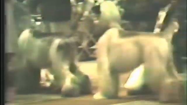 1982 Afghan Hound Club Of America National Specialty Part 2