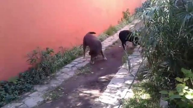 Hanna Pocho y Alan casa смотреть онлайн