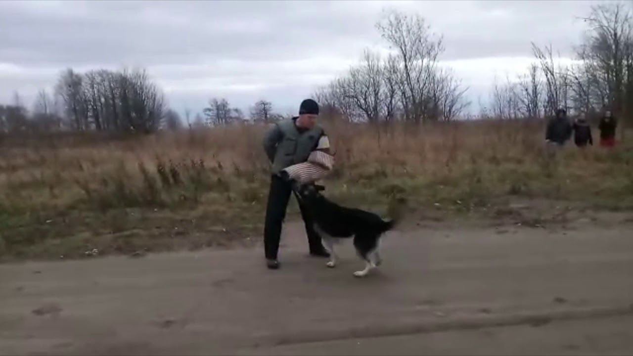 В,ерный Друг АРЕКС ПРК 17.11.2018 смотреть онлайн