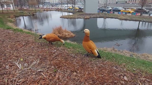 Ути ути уточки в парке Зарядье смотреть онлайн