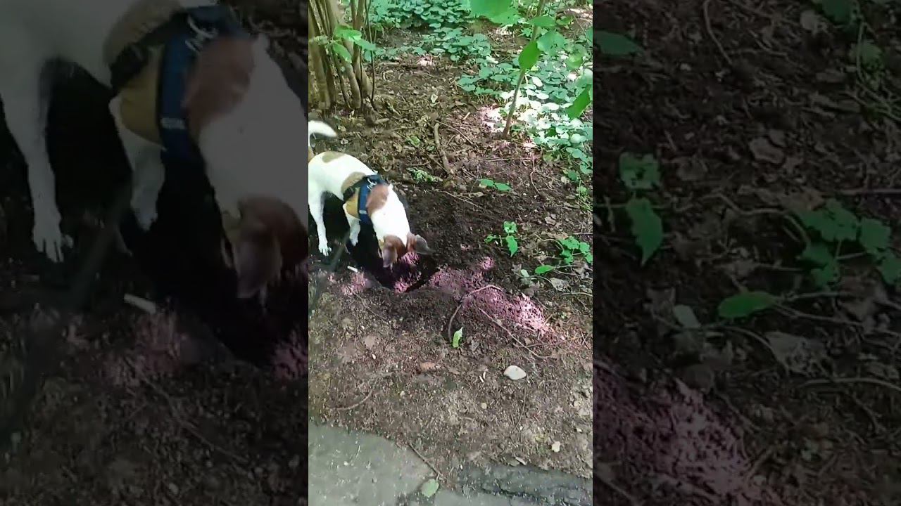 Боба ищет клад смотреть онлайн