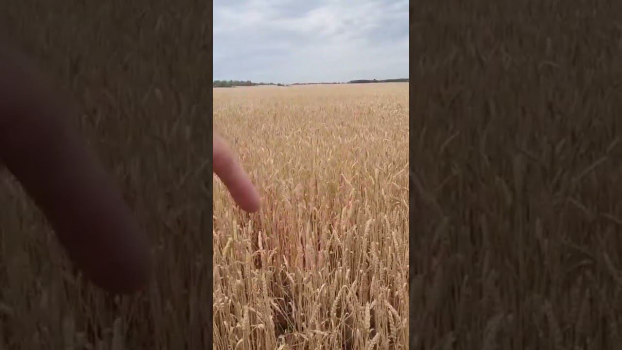 Сколько буханок хлеба в кв.метре поля? #раллирейды #shorts #хлеб смотреть онлайн