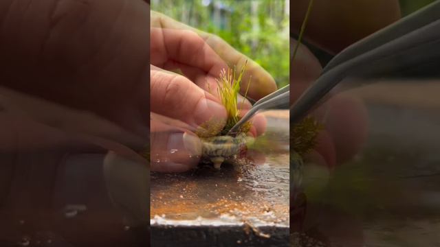 Мох в плошке - кусочек природы смотреть онлайн