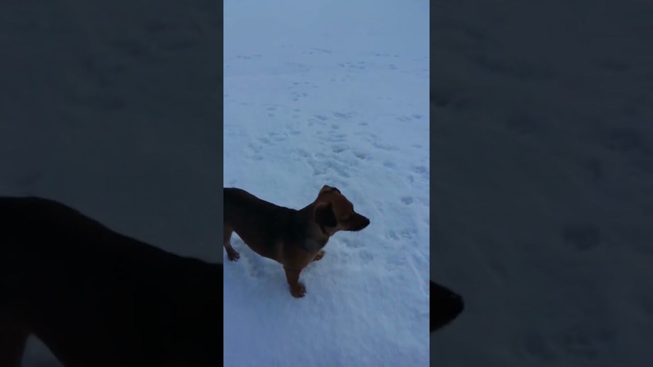 любимые собачки смотреть онлайн