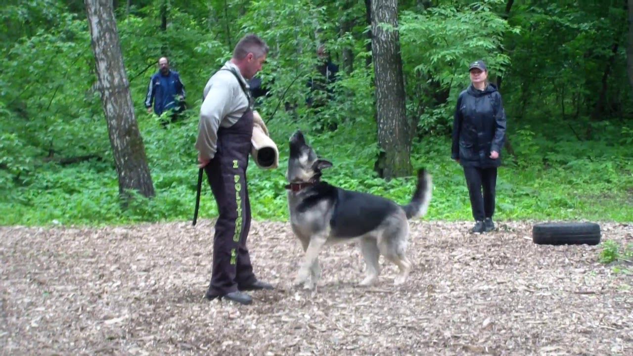 Моншер Вирсаль Бавария лобовая bestdog mybb ru смотреть онлайн