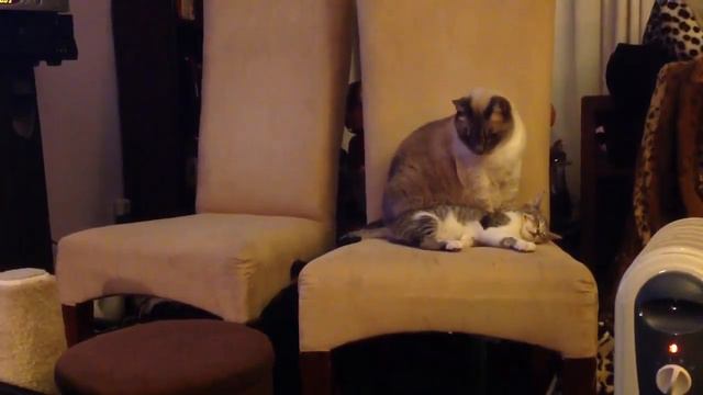 Leonardo and Daisy Duke смотреть онлайн