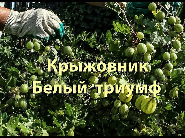 Крыжовник Белый триумф смотреть онлайн