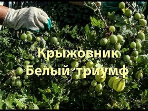 Крыжовник  Белый триумф