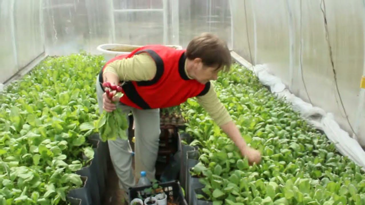 Редиска в апреле в Омске смотреть онлайн