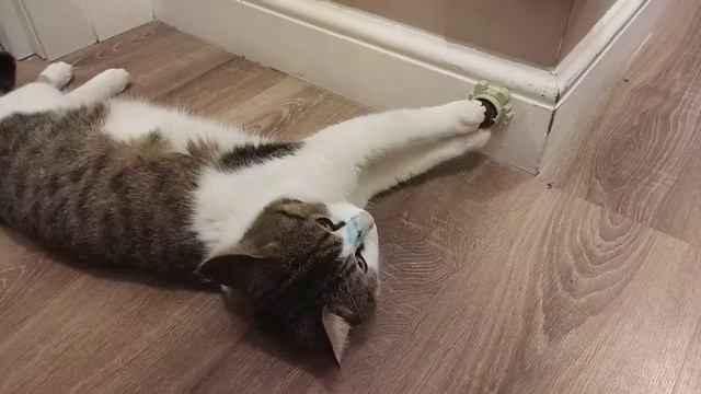 Реакция кота на шарик с кошачьей мятой смотреть онлайн