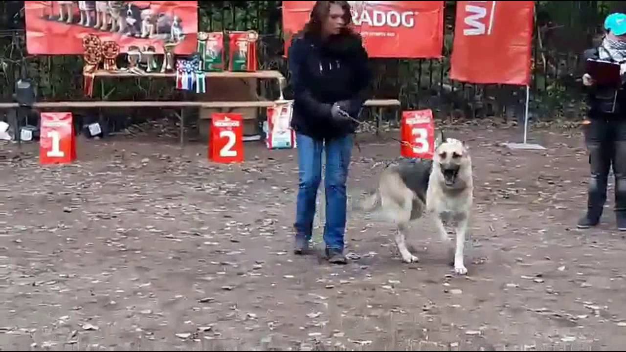 РИНГ Иберия. смотреть онлайн