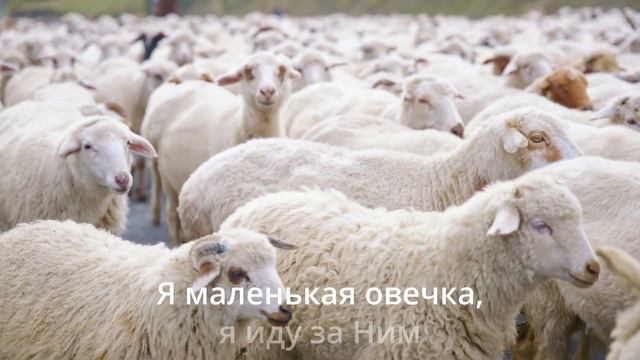 Я маленькая овечка / По горам высоким смотреть онлайн