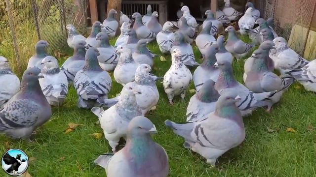 Selection of American Giant Homer pigeons for the exhibition....Ivan Stodola смотреть онлайн