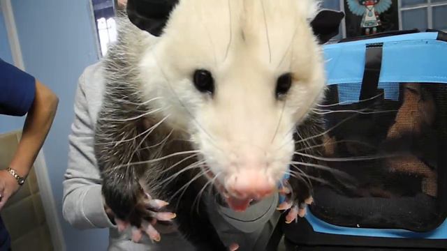 Домашний опоссум орёт