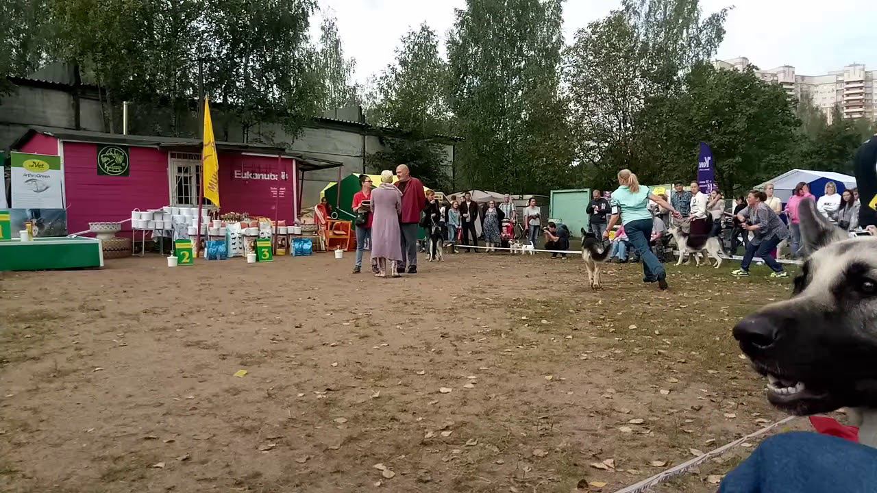 Ггрдость Питера Оптимальное Решение смотреть онлайн