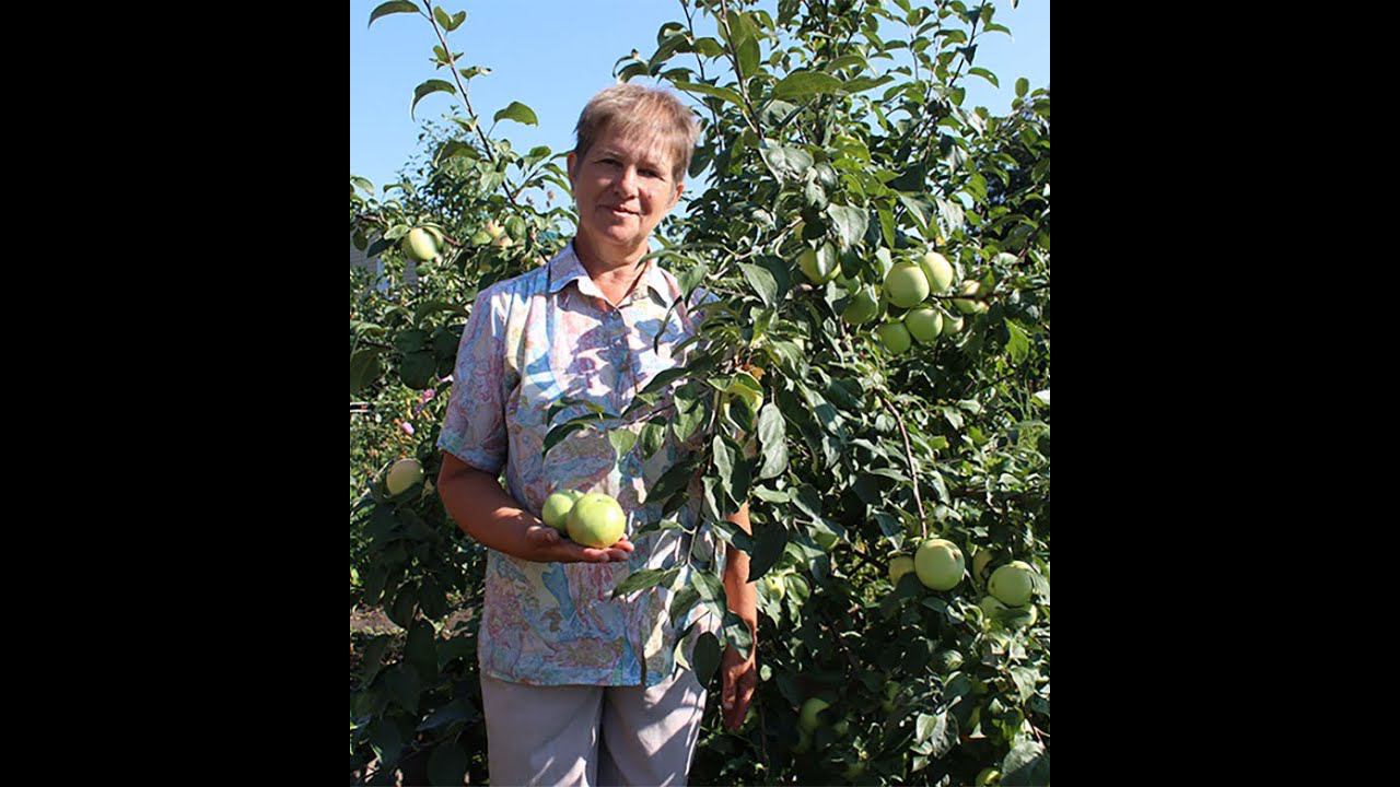 Яблоньки колоновидные и на полукарликовых подвоях смотреть онлайн