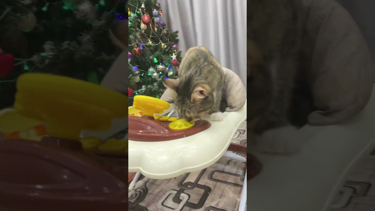 Моя любопытная Шанель. Вот везде, где ее не было еще - она будет!