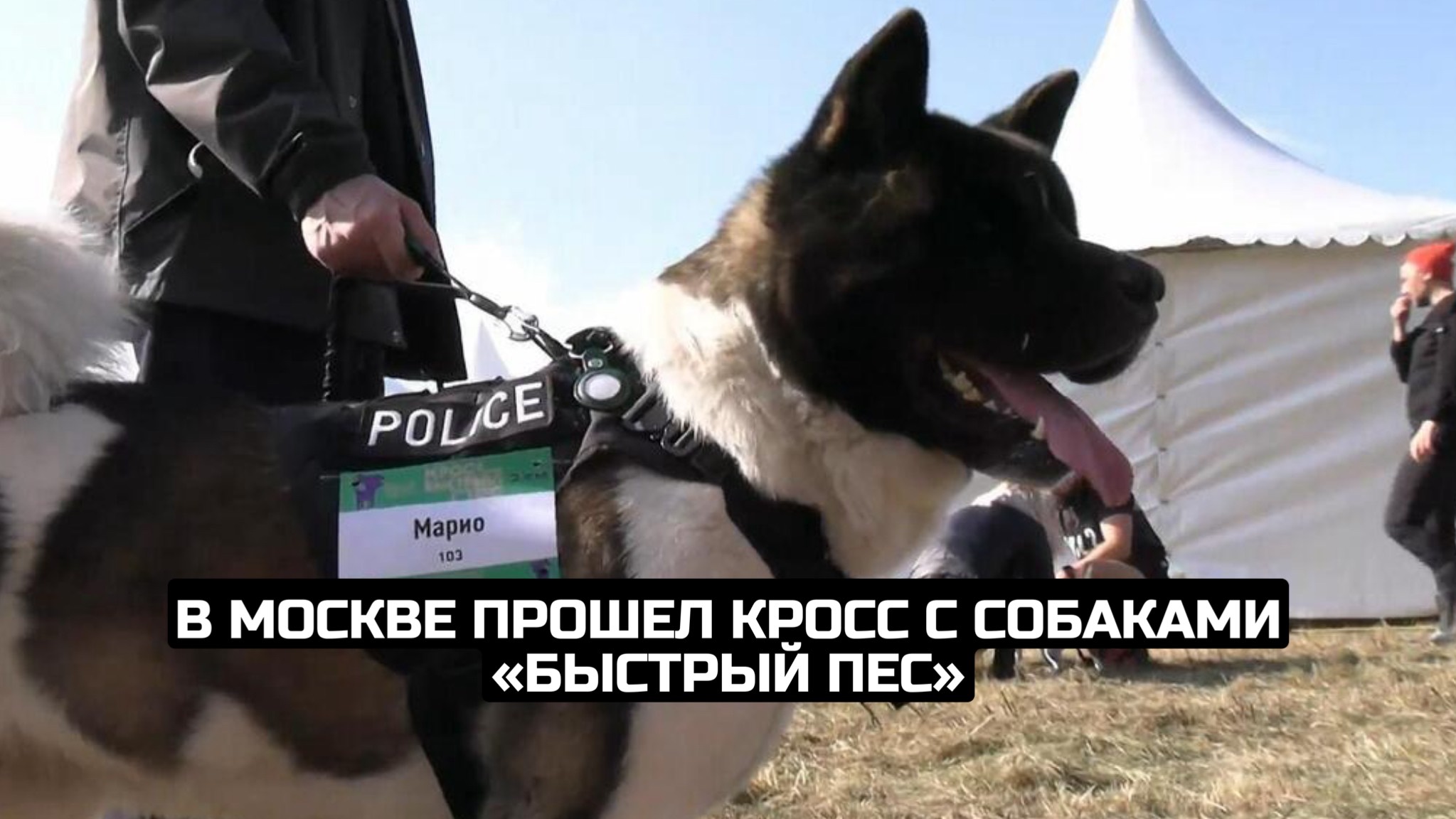 В Москве прошел кросс с собаками «Быстрый пес» смотреть онлайн
