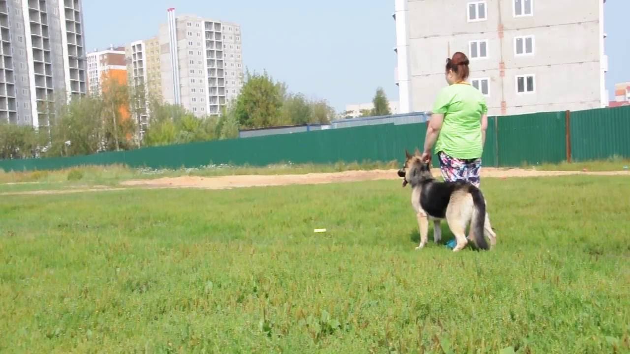Вассаби смотреть онлайн