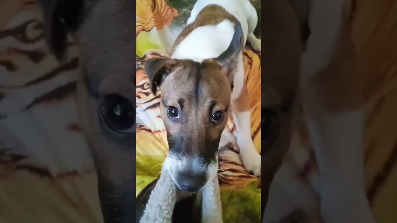 Боба отдай мой тапок смотреть онлайн