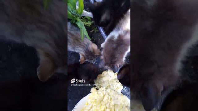 Жалко бездомных кошек, приютила и кормлю🐱 смотреть онлайн