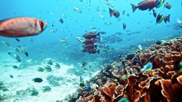 "Жалость к себе". 6 октября. Сегодня - лучший путь. Ежедневник для созависимых. смотреть онлайн