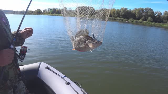 Рыбалка на Оке на спиннинг ОКУНЬ БЕРШ ПЛОТВА