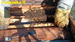 #пчёлы. Холодная весна, не даёт пчёлам сделать весенний старт. Снова теряем мёд.