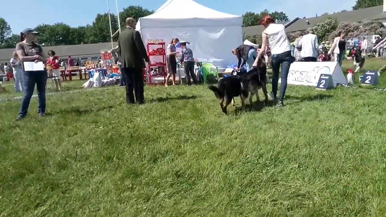 Конкурс пар.Эверест и Линда смотреть онлайн