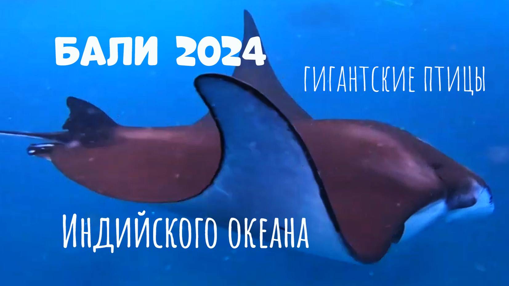 #Лучший снорклинг на Бали! #bali #snorkeling #travel