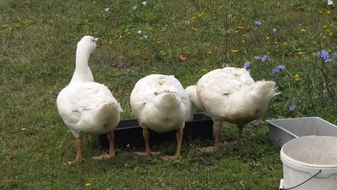 Хурама Твар Батыревский район смотреть онлайн