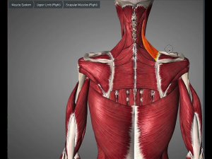Мышца поднимающая лопатку (m. levator scapulae)