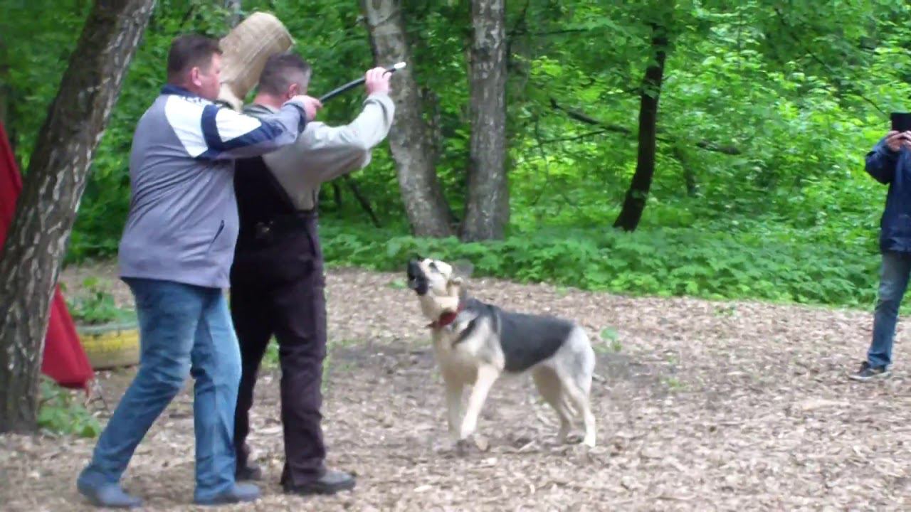 Моншер Вирсаль Фиджи лобовая bestdog mybb ru смотреть онлайн