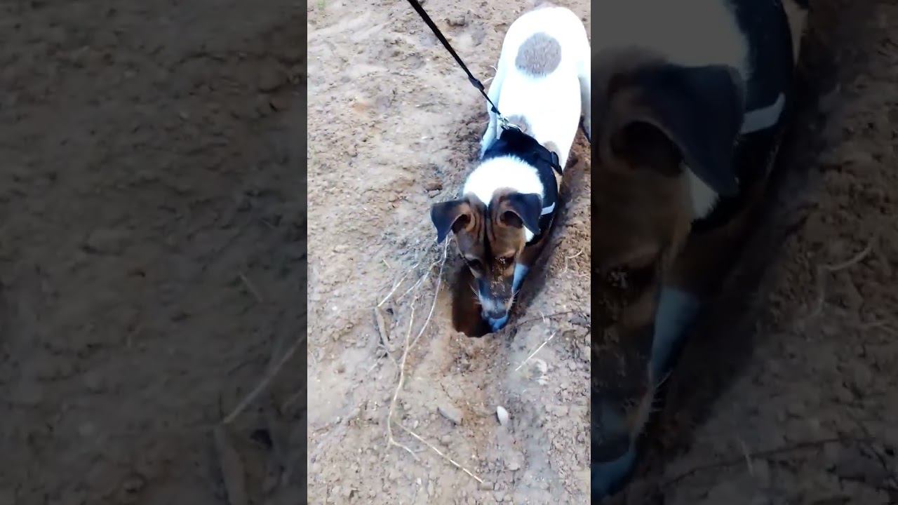 Боба ищет клад смотреть онлайн