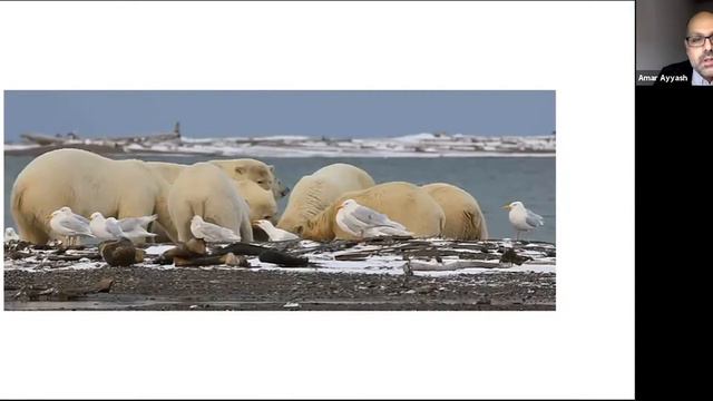Winter Wildlife Festival Keynote Speaker: Amar Ayyash, “Man & Gulls” смотреть онлайн