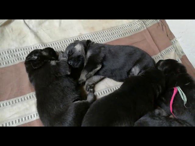 Щены смотреть онлайн