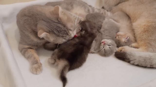 “Mom! I'm here! ' The kitten's appearance appealing to the mother cat was so cute... смотреть онлайн