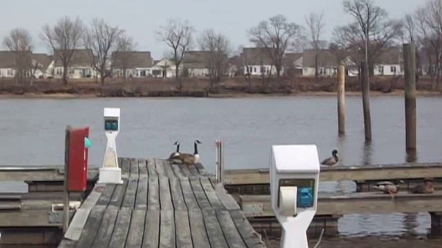 Chestnut chasing ducks and geese off the docks смотреть онлайн