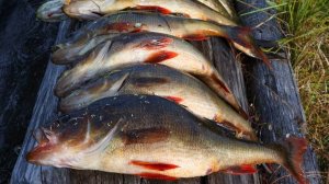 Одиночный поход на таёжное озеро. Рыбалка на жерлицы.