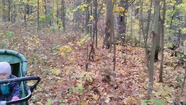 познавательные экскурсии для малыша по осеннему лесу смотреть онлайн